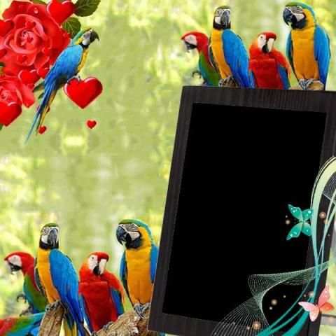 Parrot Photo Frame स्क्रीनशॉट 5