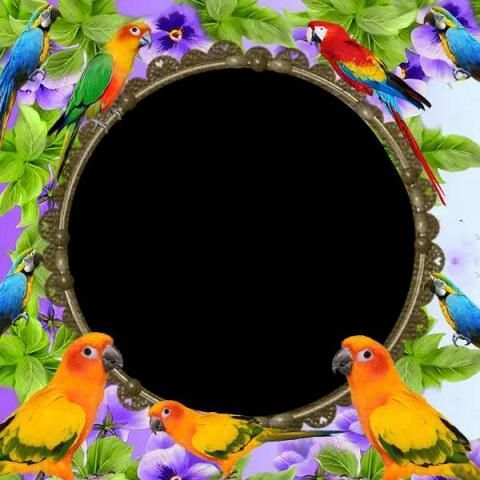Parrot Photo Frame स्क्रीनशॉट 1