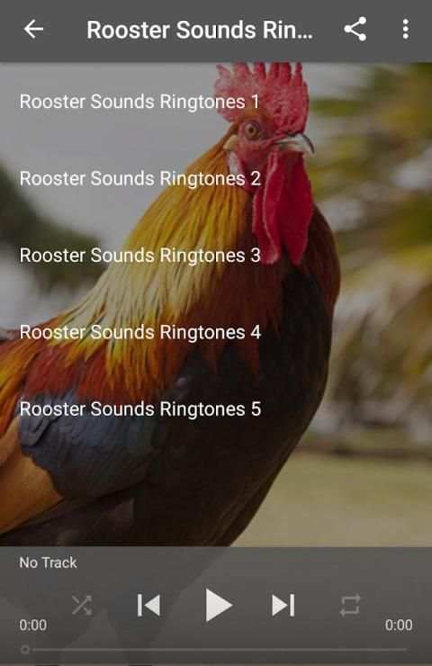 Rooster Sounds Ringtones screenshot 1