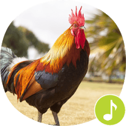 Rooster Sounds Ringtones icon