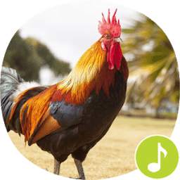 Rooster Sounds Ringtones 1.0