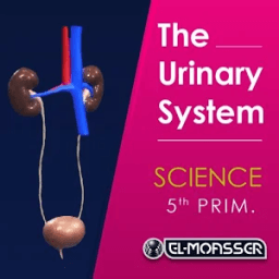 ikon El-Moasser Urinary System