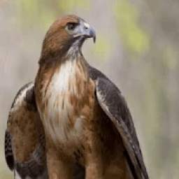 Hawk browser 1.0