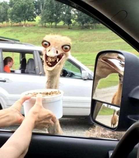 Funny Pictures LOL Jokes screenshot 5