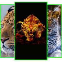 Animals Wallpapers on 9Apps