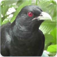 Asian Koel Bird Sound & Ringtone : Asian Koel Song