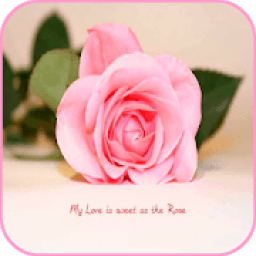 Love U Wallpapers आइकन