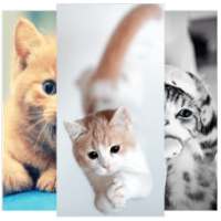 Cat Wallpaper 3D