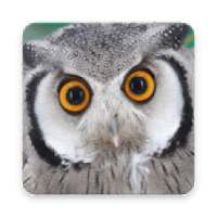 Cool Owl Wallpaper on 9Apps