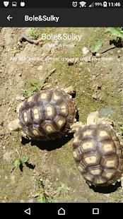 Sulcata Tortoise screenshot 3