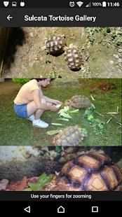 Sulcata Tortoise screenshot 2
