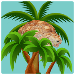 Sulcata Tortoise आइकन