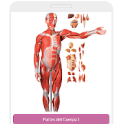 Clasifica Partes del Cuerpo Humano иконка