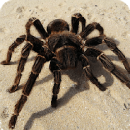 Spider Family Simulator icon