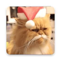Funny GIFs 1.4
