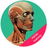 Human Anatomy - Body Parts
