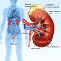 save your kidneys on 9Apps