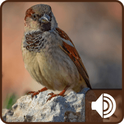 Sparrow Sounds आइकन