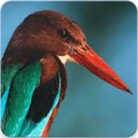 White Throated Kingfisher Call : Kingfisher Sound on 9Apps
