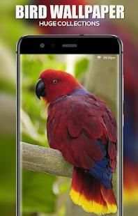 Bird Wallpaper screenshot 4