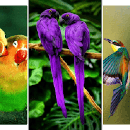 Bird Wallpaper आइकन