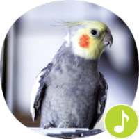 Cockatiel Bird Sounds Ringtones on 9Apps