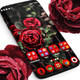 असली लाल गुलाब लांचर थीम आइकन