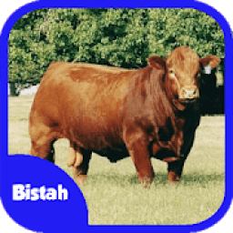 Ternak Sapi Potong icon