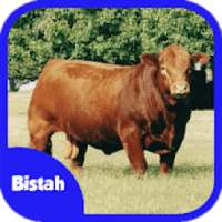 Ternak Sapi Potong on 9Apps