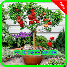 ikon Best Fruit Trees In Pots