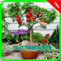 Best Fruit Trees In Pots