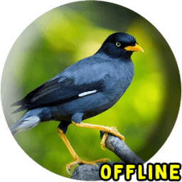 Suara Jalak Kebo Gacor Offline - kicau jalak kebo icon