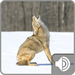 Coyote Sounds आइकन