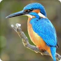 Kingfisher Bird Call Sounds Ringtone on 9Apps