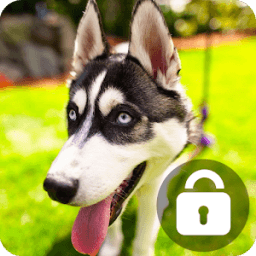 Husky Lock Screen Wallpaper Password Pin icon