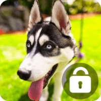 Husky Lock Screen Wallpaper Password Pin