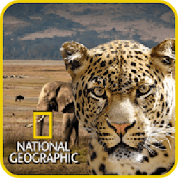 National Geographic Documentary Channel App आइकन
