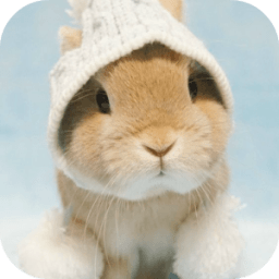 Easter Bunny Wallpapers आइकन