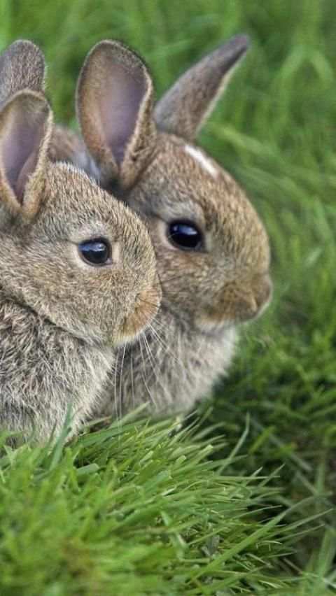 Easter Bunny Wallpapers screenshot 1