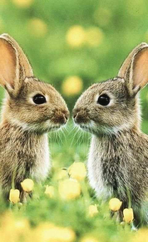 Easter Bunny Wallpapers screenshot 7