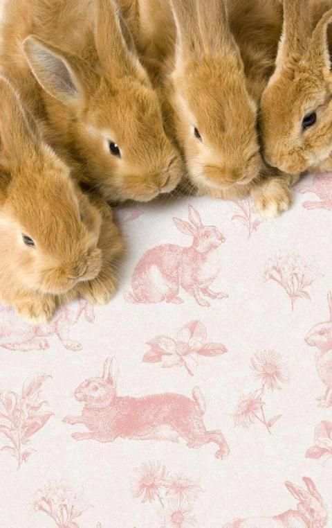 Easter Bunny Wallpapers screenshot 3