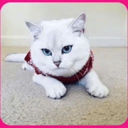 Cat Pictures and Wallpaper icon