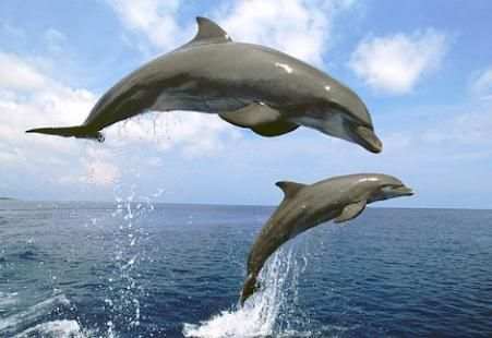 Wallpaper Dolphins स्क्रीनशॉट 3
