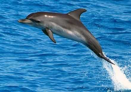 Wallpaper Dolphins स्क्रीनशॉट 2