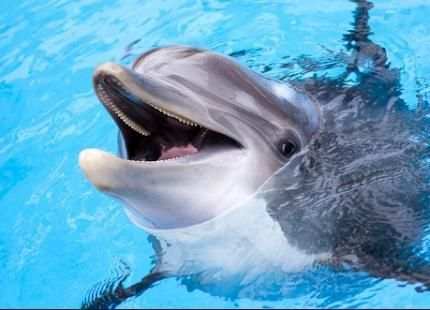 Wallpaper Dolphins स्क्रीनशॉट 4