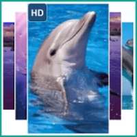 Wallpaper Dolphins on 9Apps