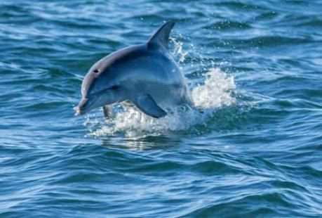 Wallpaper Dolphins स्क्रीनशॉट 1