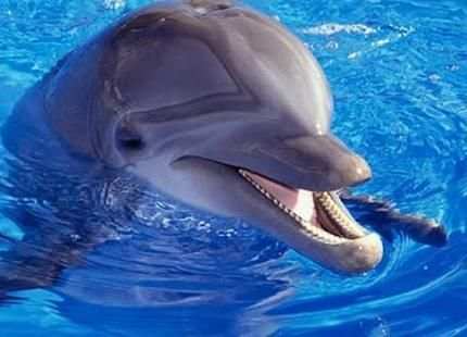 Wallpaper Dolphins स्क्रीनशॉट 5