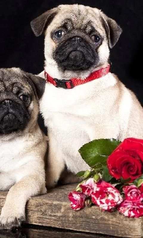 Pugs Funny Jigsaw Puzzle screenshot 5