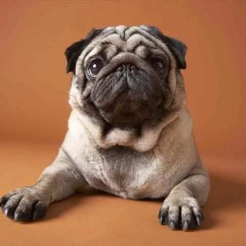 Pugs Funny Jigsaw Puzzle screenshot 2